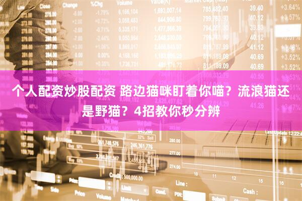 个人配资炒股配资 路边猫咪盯着你喵？流浪猫还是野猫？4招教你秒分辨