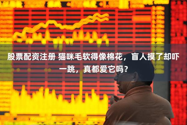 股票配资注册 猫咪毛软得像棉花，盲人摸了却吓一跳，真都爱它吗？